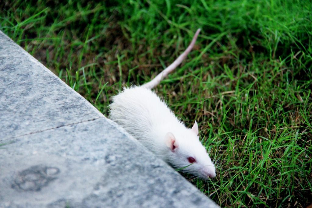 animal testing rat