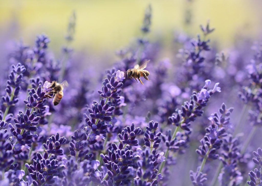 Bijen en lavendel