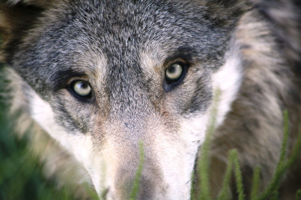 De wolf en de zeven belangenverenigingen