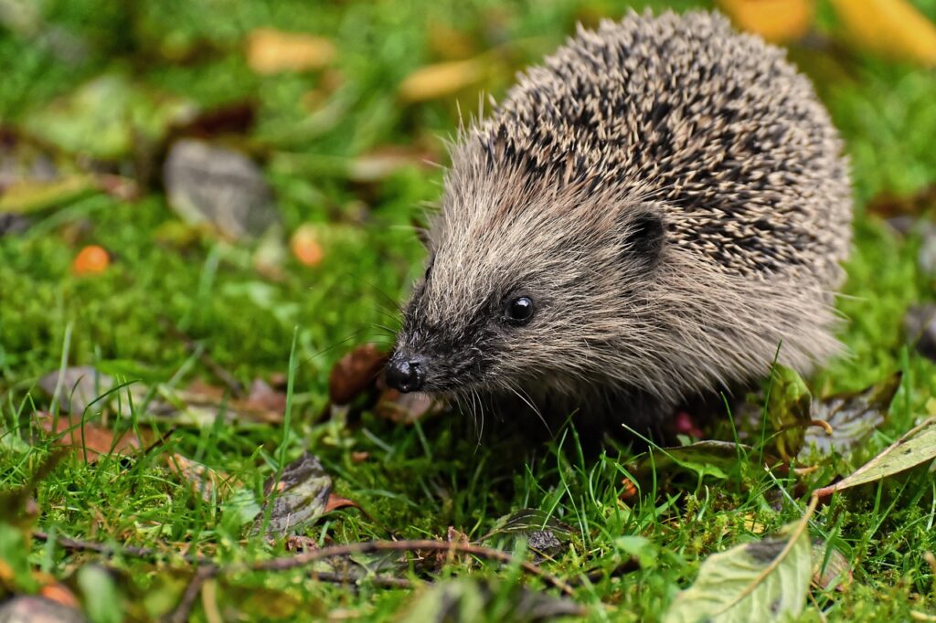 Mysterious disease continues to plague hedgehog populations in Belgium and the Netherlands