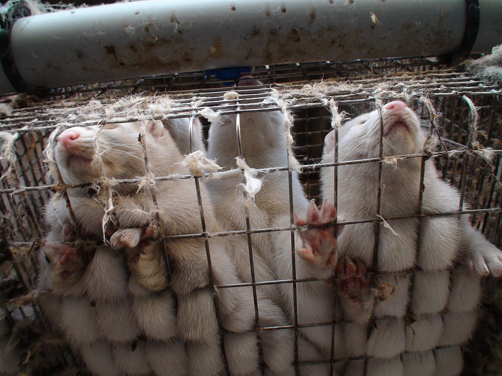 Are we heading towards a fur-free Europe?