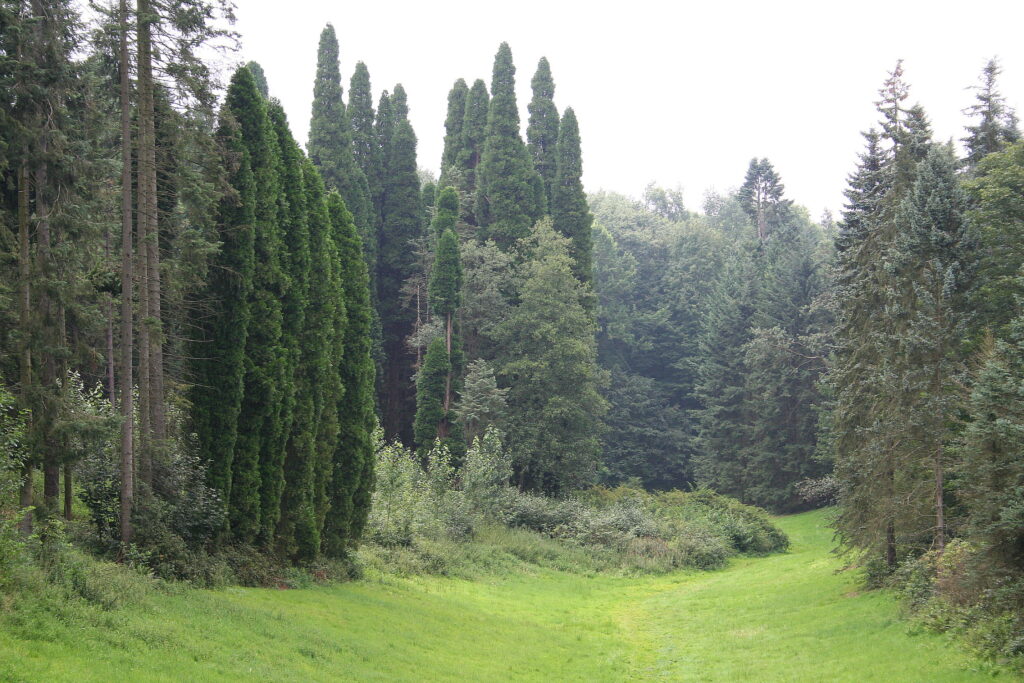 Tervuren Arboretum: a collection of trees from all over the world, a stone’s throw from Brussels