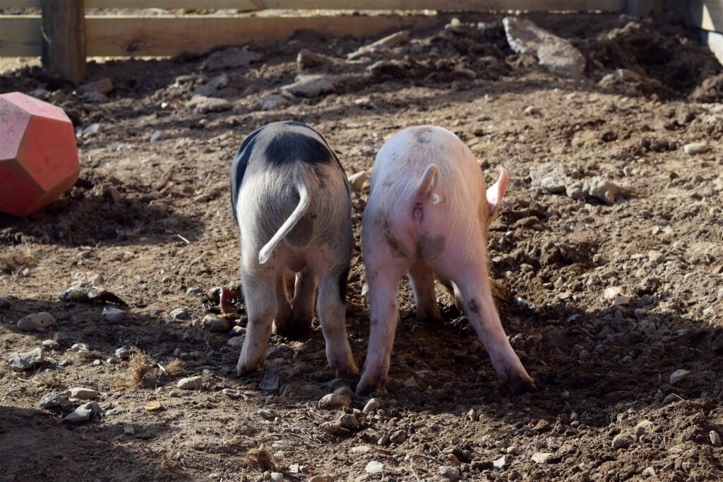 Pig castration remains common welfare violation in the EU