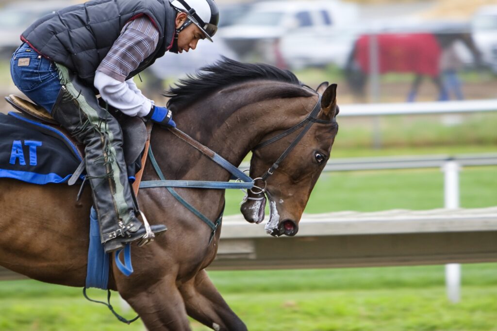 Equestrian foundation aims to make sport more animal-friendly and socially accepted