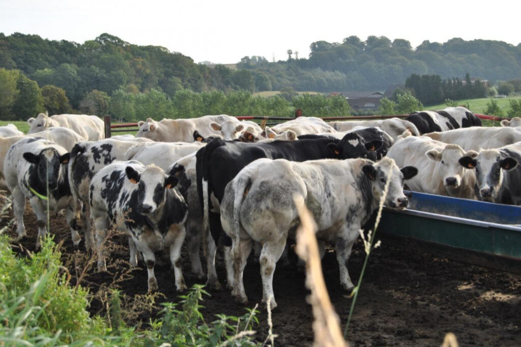 Hoe “dierzaam” is duurzame veehouderij?