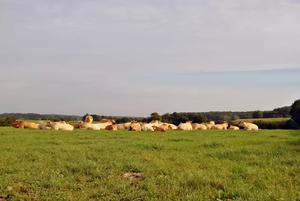 Is sustainable livestock farming possible in densely populated Flanders and Netherlands?